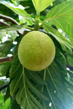 Fruit-a-pain-cuisson-bienfaits